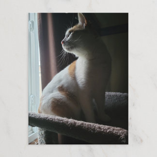 Cartão Postal Gato Mais Dramático na Árvore de Gatos de Todos os