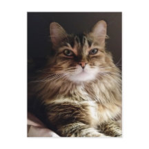 Gato majestoso e bonito