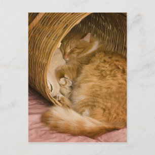 Cartão Postal Gato malhado laranja dormindo na cesta