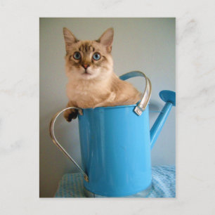 Cartão Postal Gato maravilhoso na lata d'água