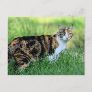 Cartão Postal Gato marrom e branco