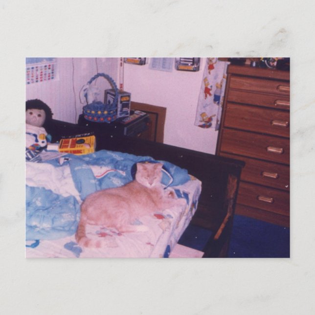 Cartão Postal Gato melão numa cama (Frente)