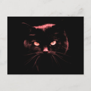 Cartão Postal Gato Misterioso