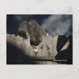 Cartão Postal Gato na cerca (18)
