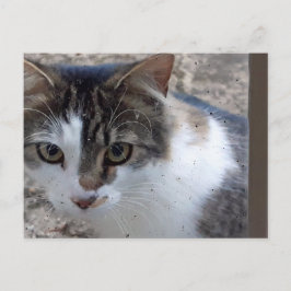 Cartão Postal Gato na janela