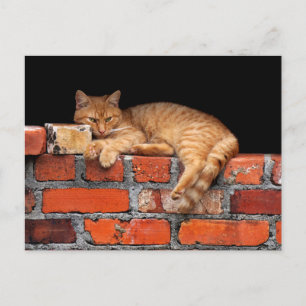 Cartão Postal Gato na Parede Brick