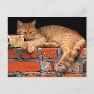 Cartão Postal Gato na Parede Brick