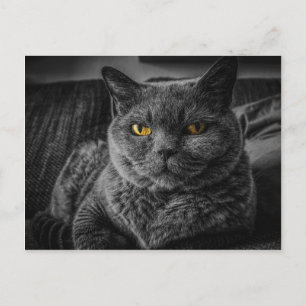 Cartão Postal Gato Negro