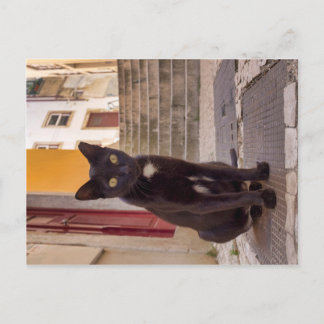 Cartão Postal Gato Negro