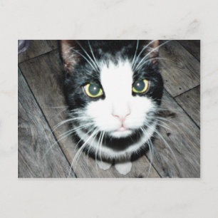 Cartão Postal Gato Negro E Branco