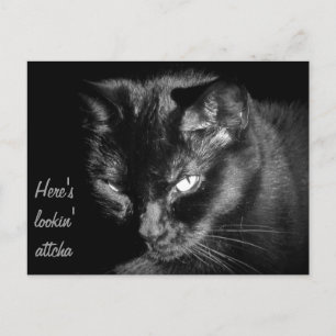 Cartão Postal Gato Negro Olhando Para Você
