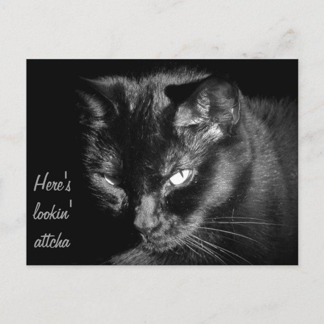 Cartão Postal Gato Negro Olhando Para Você (Frente)