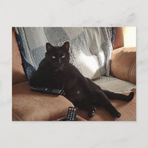Cartão Postal Gato negro parecendo chefe