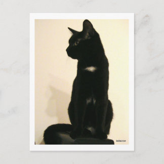 Cartão Postal gato negro sentado