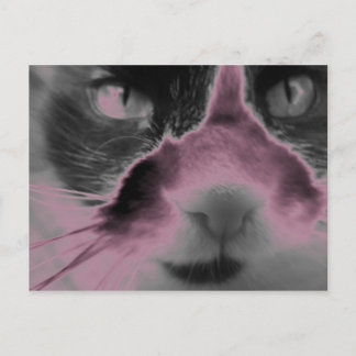 Cartão Postal Gato Neon Pink