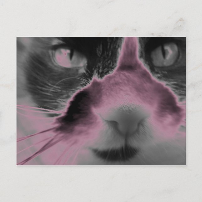 Cartão Postal Gato Neon Pink (Frente)