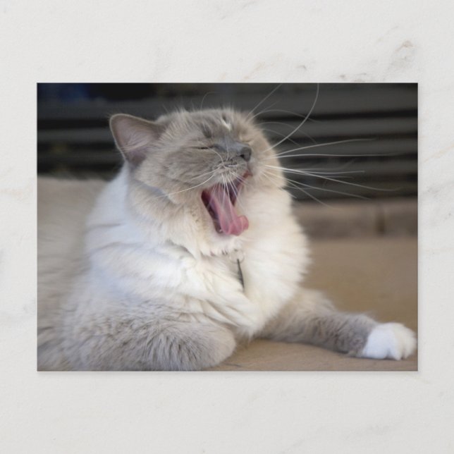 Cartão Postal gato Neva Masquerade bocejando (Frente)