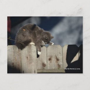 Cartão Postal Gato no Fence (9)