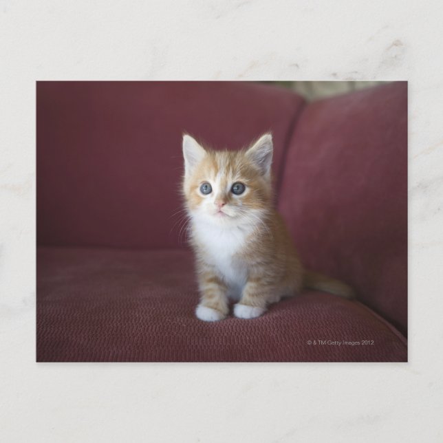 Cartão Postal Gato no sofá (Frente)