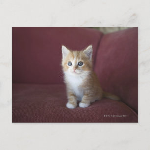 Cartão Postal Gato no sofá