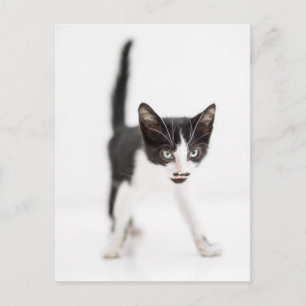 Cartão Postal Gato Pequeno