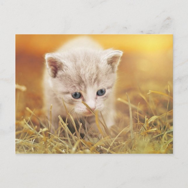 Cartão Postal Gato Pequeno Doce (Frente)