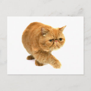 Cartão Postal Gato persa