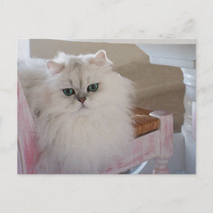 Cartão Postal Gato Persa Branco em uma Cadeira Rosa