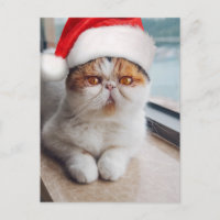 Gato persa maravilhoso com chapéu do Papai Noel