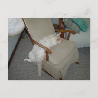 Cartão Postal Gato preguiçoso