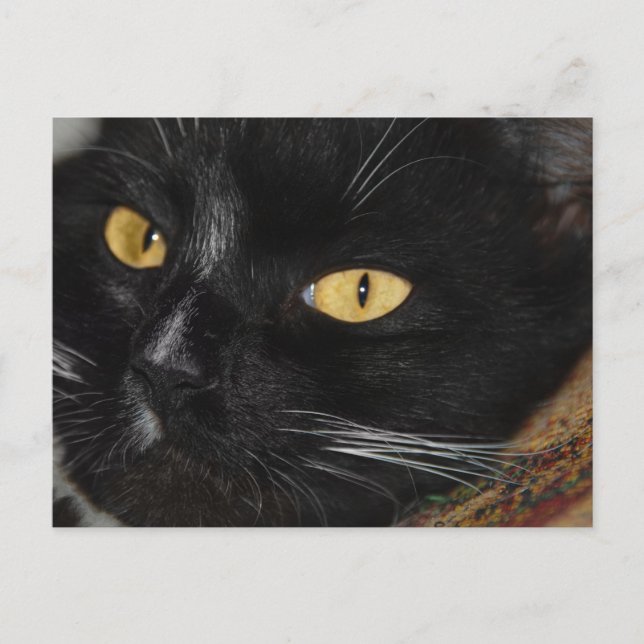 Cartão Postal Gato preto (Frente)