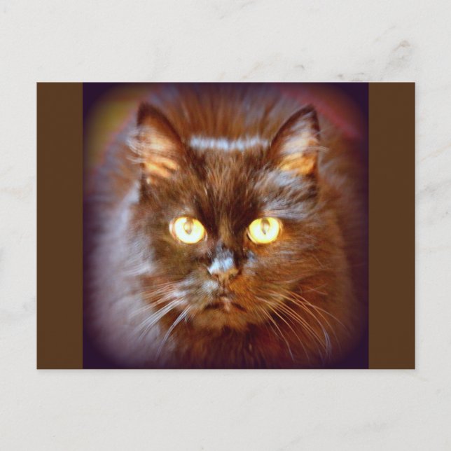 Cartão Postal gato preto (Frente)