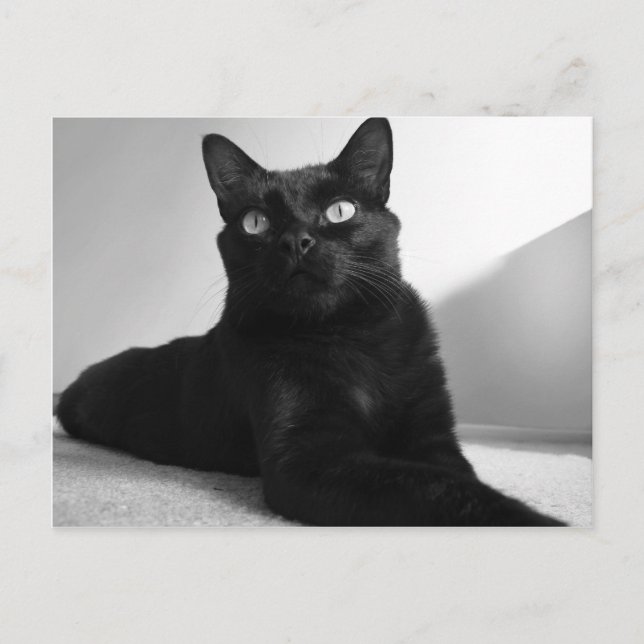 Cartão Postal gato preto (Frente)