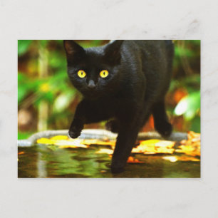 Cartão Postal Gato Preto Com Olhos Amarelos Marcantes
