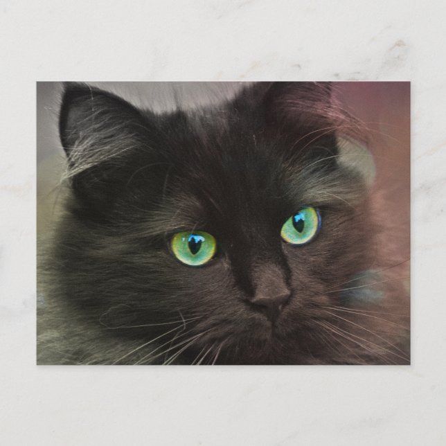 Cartão Postal Gato preto com retrato de olhos verdes (Frente)