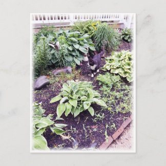 Cartão Postal Gato Preto e Branco