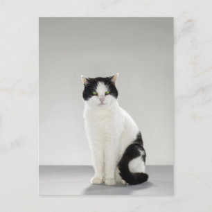 Cartão Postal Gato preto e branco com olhos verdes brilhantes