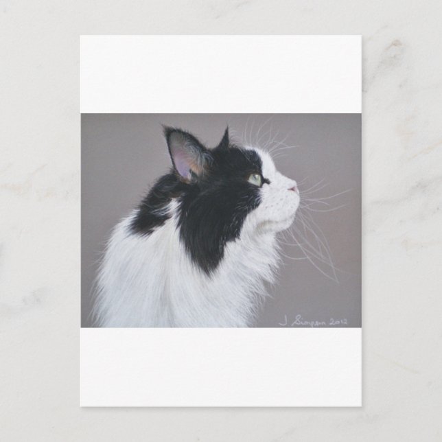 Cartão Postal Gato preto e branco do Maine Coon. (Frente)