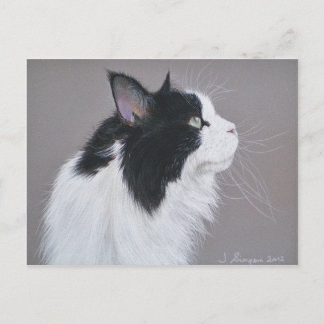 Cartão Postal Gato preto e branco do Maine Coon. (Frente)