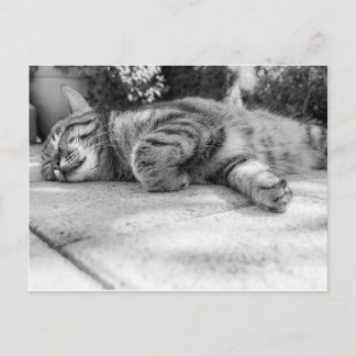 Cartão Postal Gato preto e branco dormindo