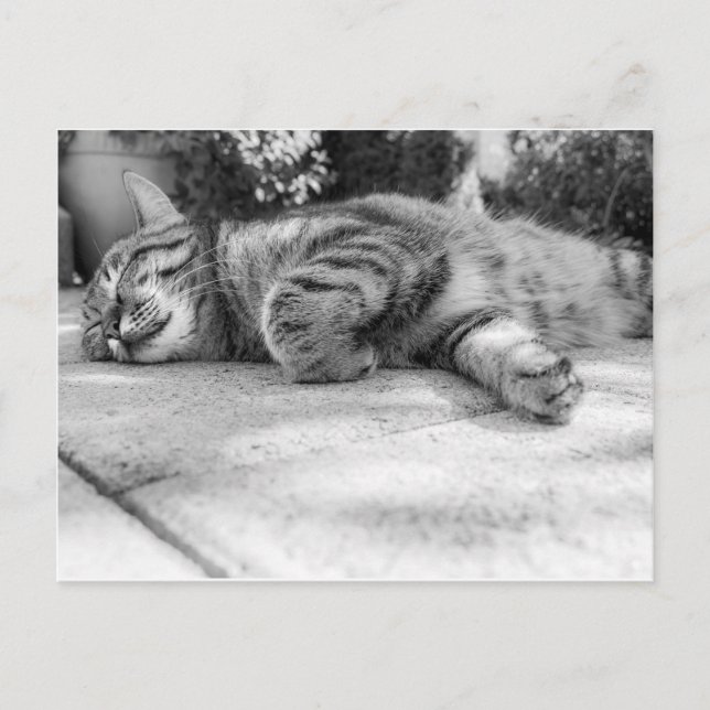 Cartão Postal Gato preto e branco dormindo (Frente)