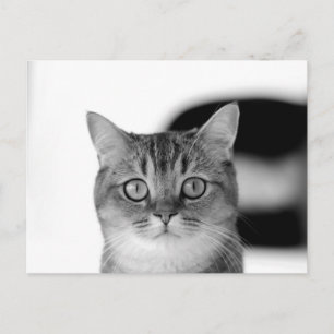 Cartão Postal Gato preto e branco olhando diretamente para você