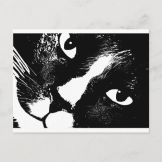 Cartão Postal Gato preto e branco se aproxima