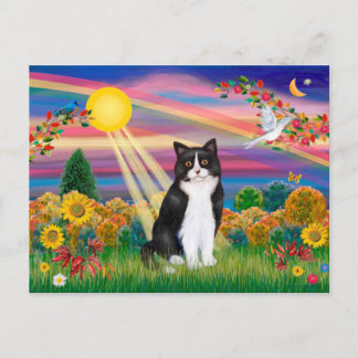 Cartão Postal Gato Preto e Branco - Sol de outono