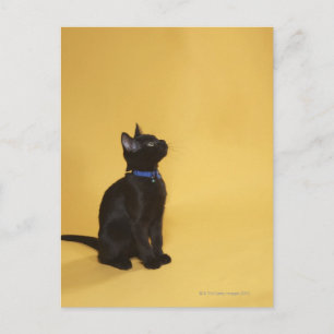 Cartão Postal Gato preto em colarinho