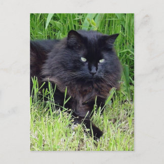 Cartão Postal Gato preto lisonja cabelo comprido felino