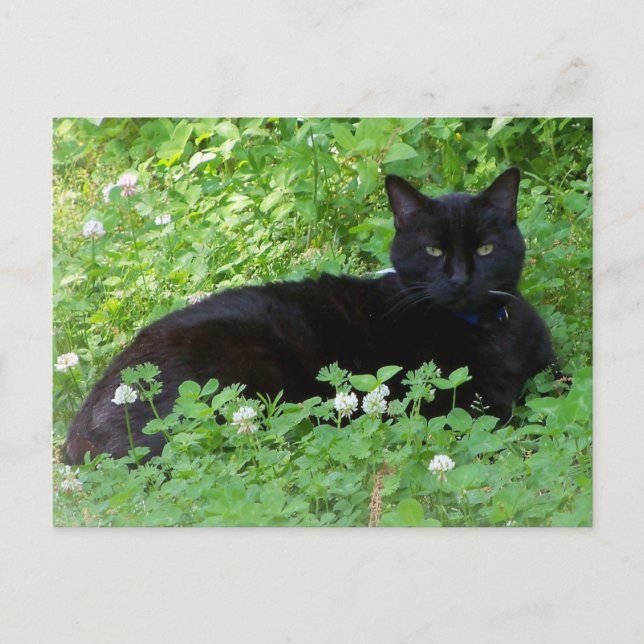 Cartão Postal Gato Preto Mentindo em Pentes de Gato de Vestido (Frente)