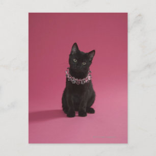 Cartão Postal Gato preto vestindo colar joalhado