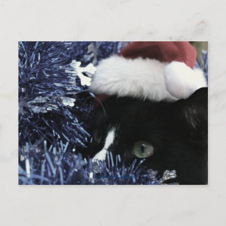 Cartão Postal Gato pronto para saltar atrás de tonel azul, tonal