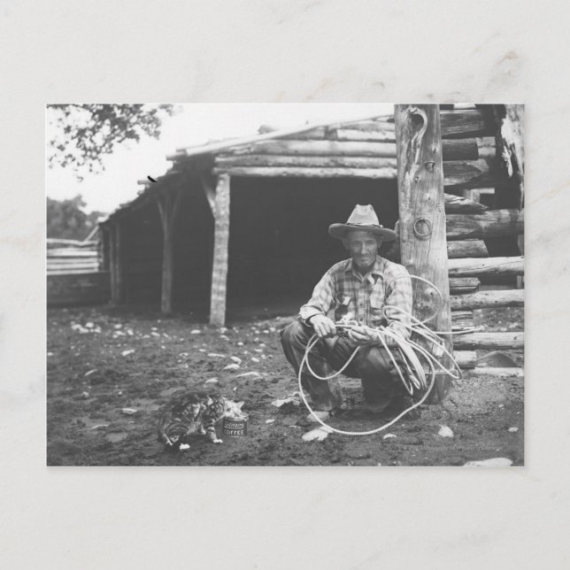 Cartão Postal Gato que come fora de uma lata de café (Frente)